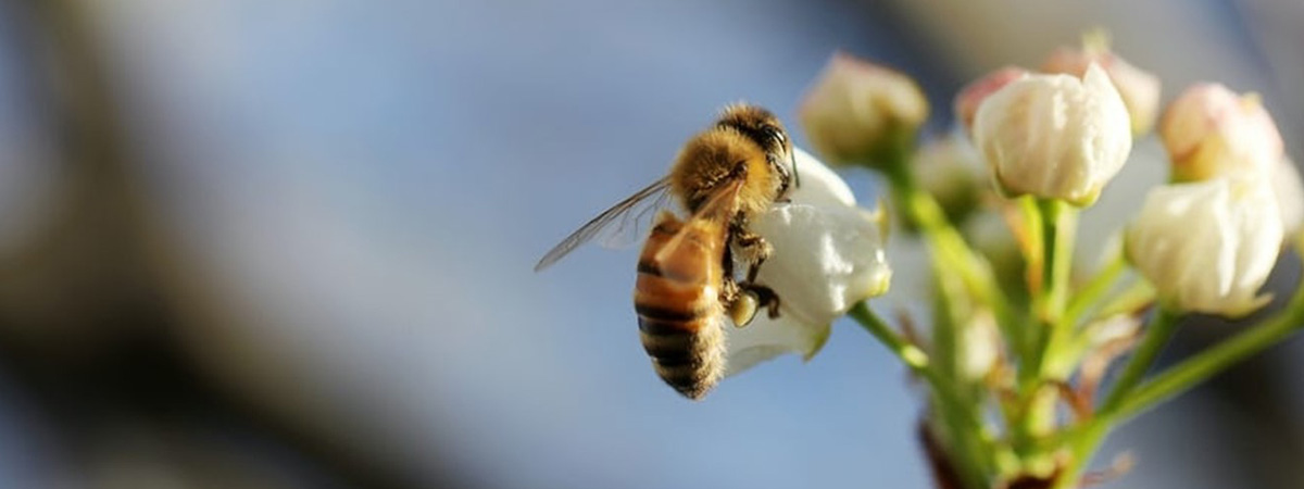 Biodiversity in the urban realm