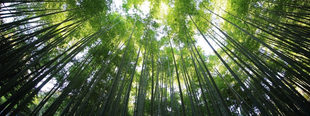 Solid Wood Vs Bamboo Solid Wood Vs Bamboo