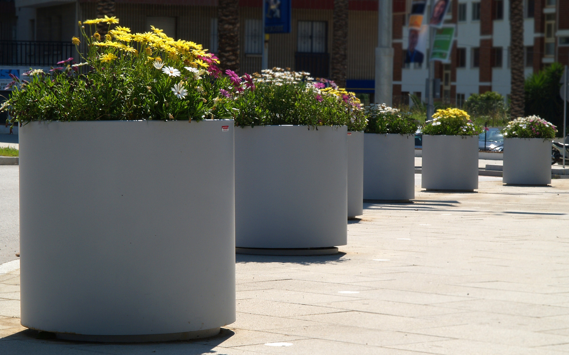 Aster Planter