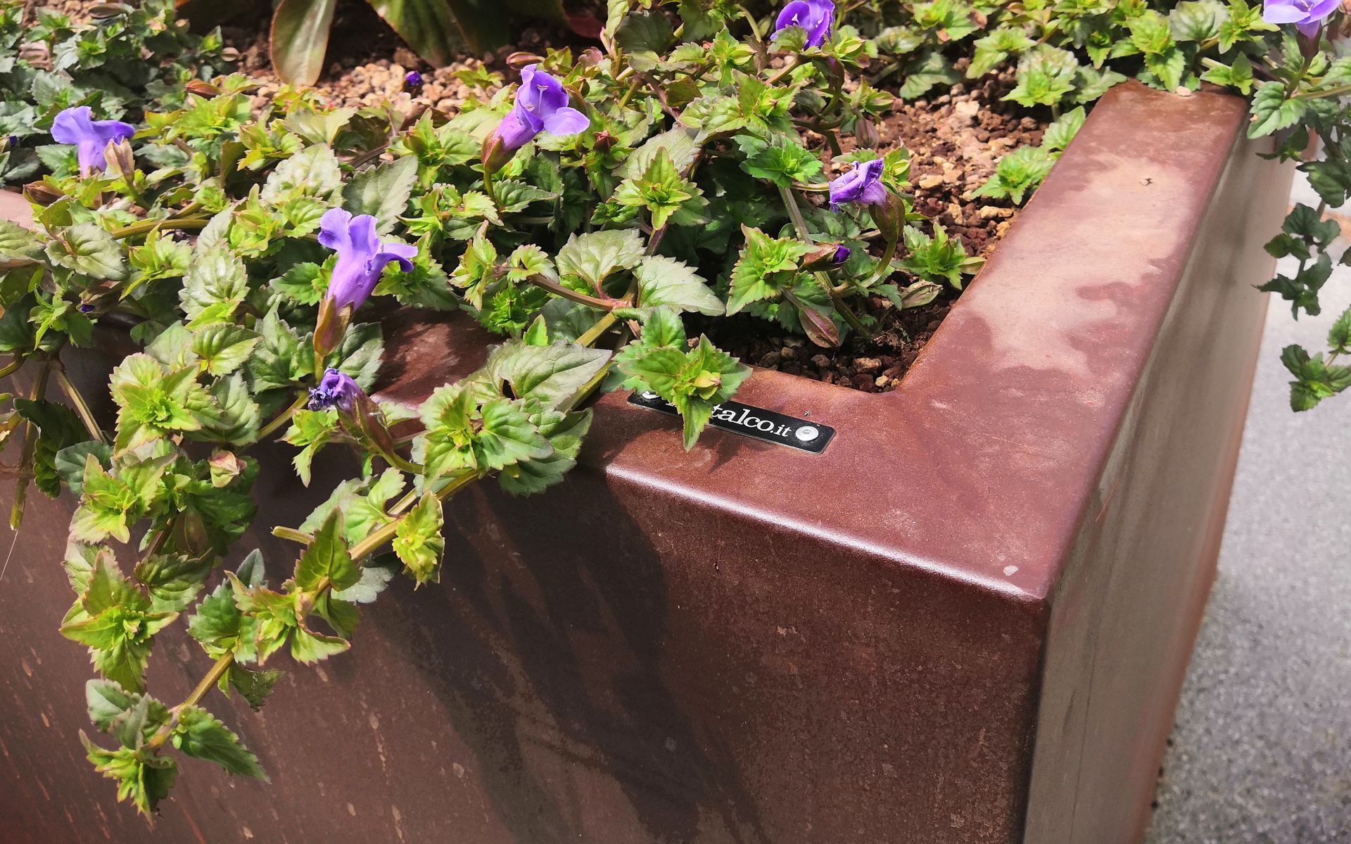 Dahlia Planter