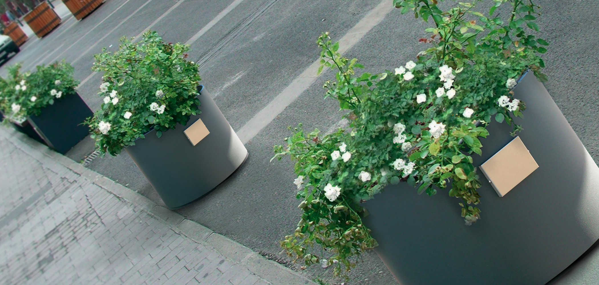 Aster Planter