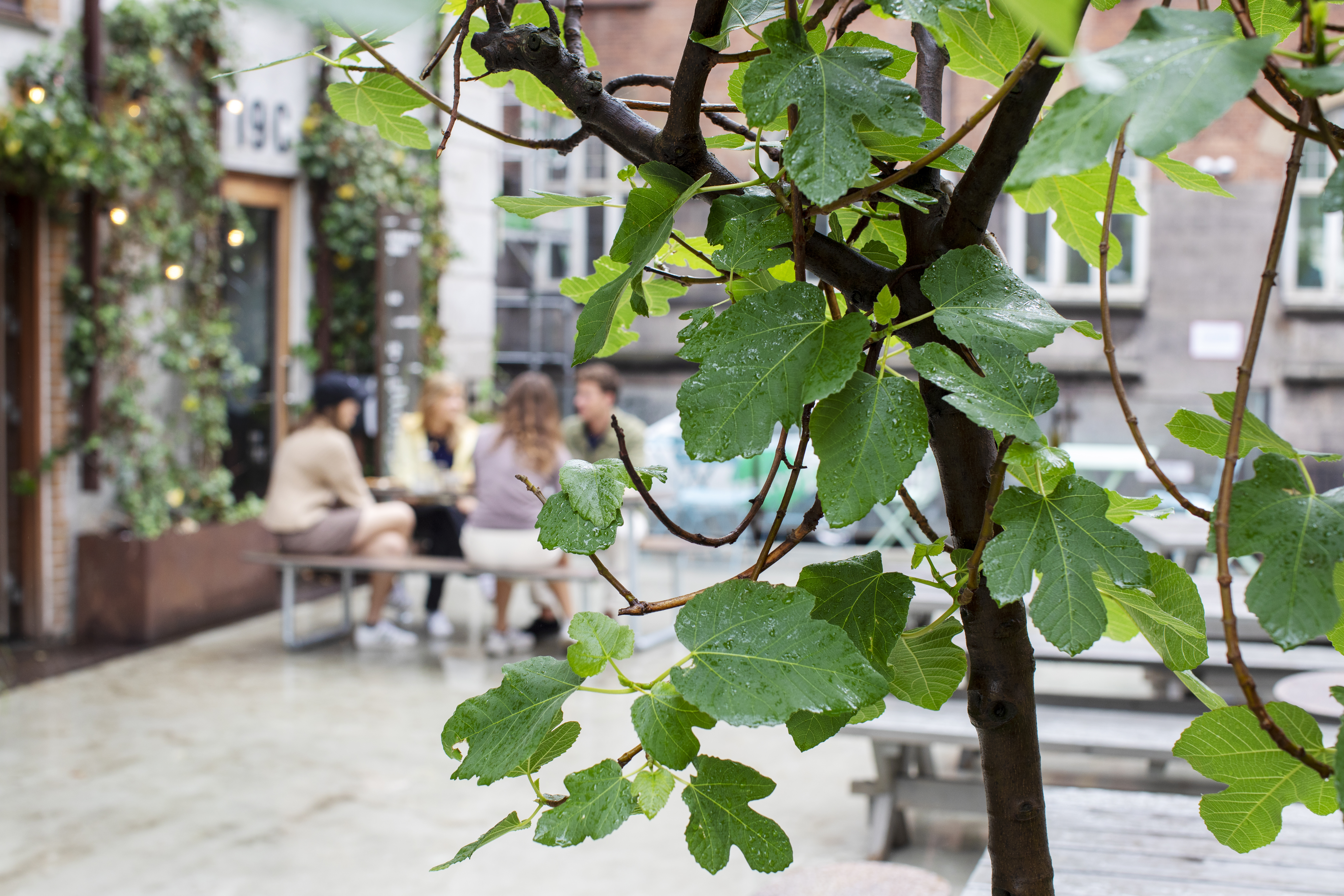 Plateau Picnic Street