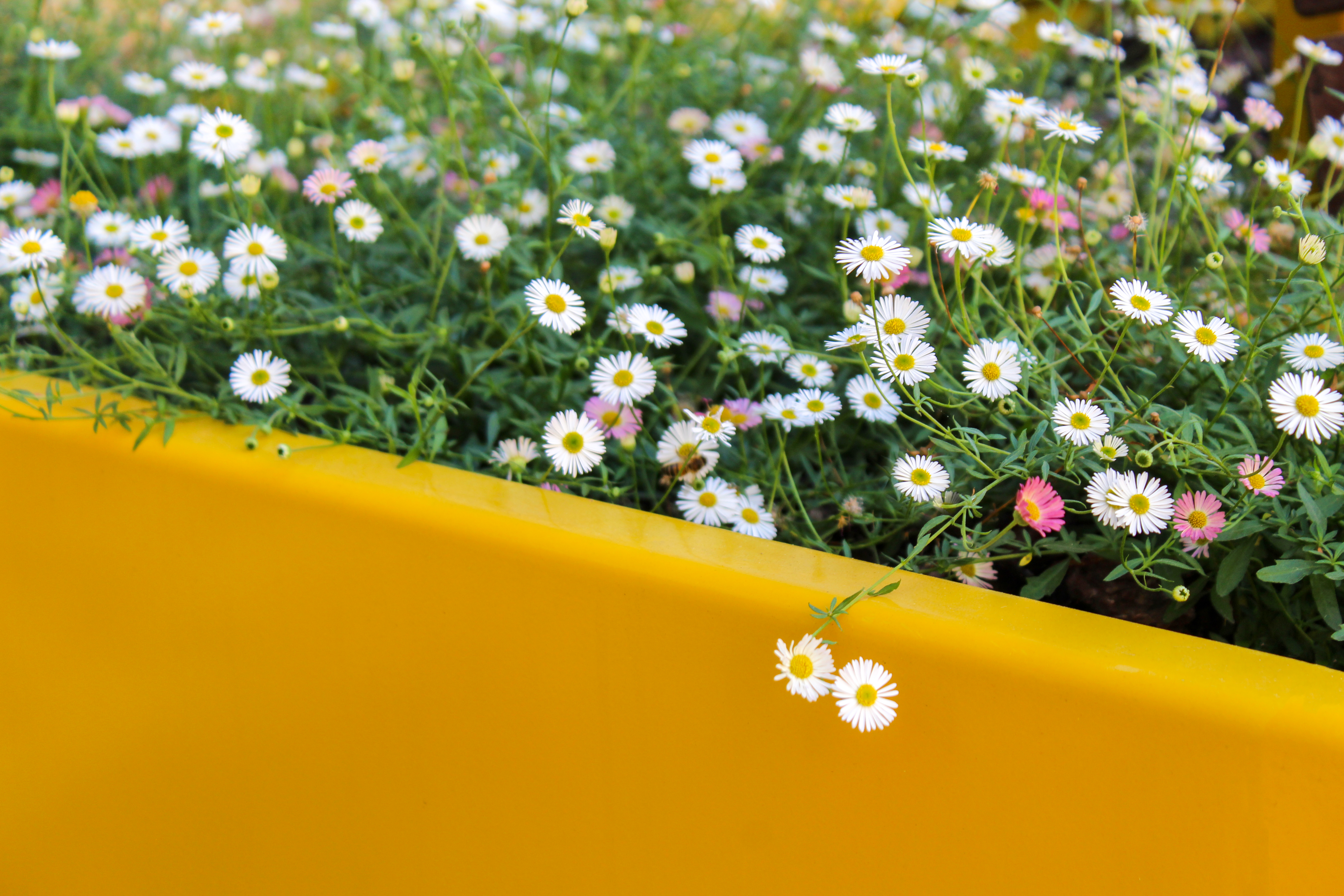 Inspira Planter